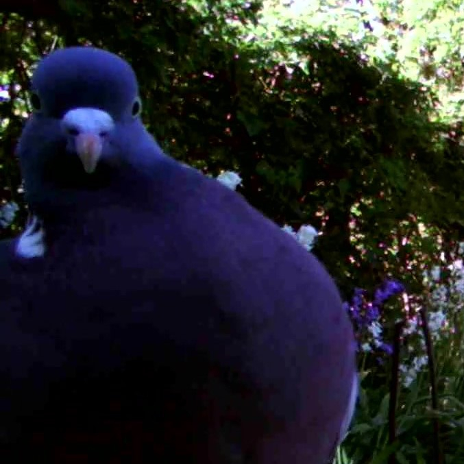 Photograph of a woodpigeon caught by a camera trap