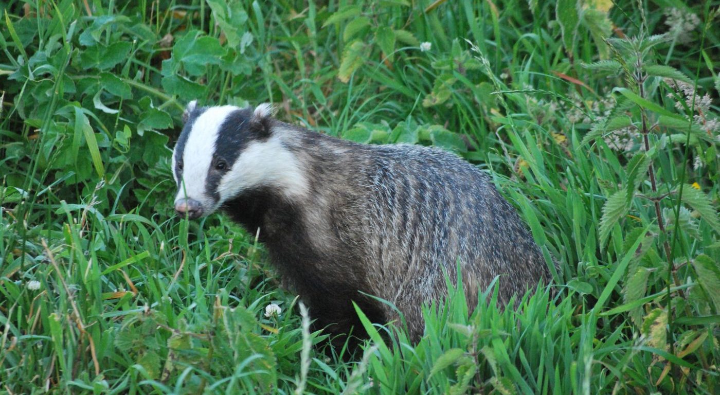 Photograph of a eurasian badger