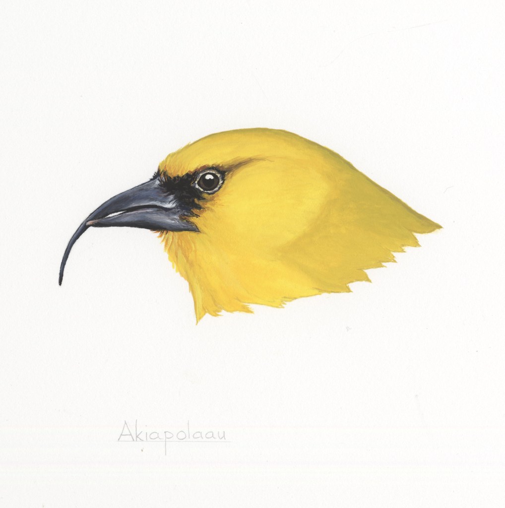 Illustration of the head of an akiapolaau