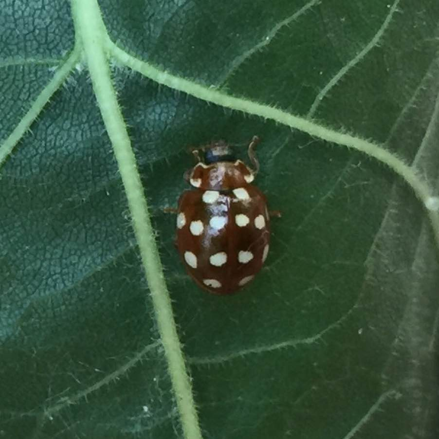 Cream spot ladybird, Garret