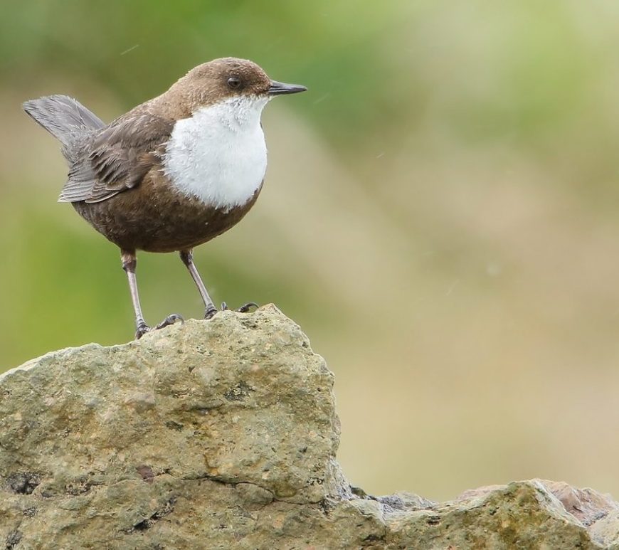 dipper (c) Iman Shah