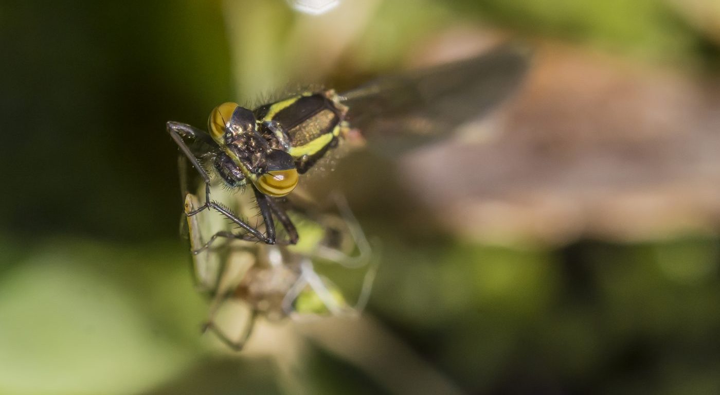 Photograph of a damselfly