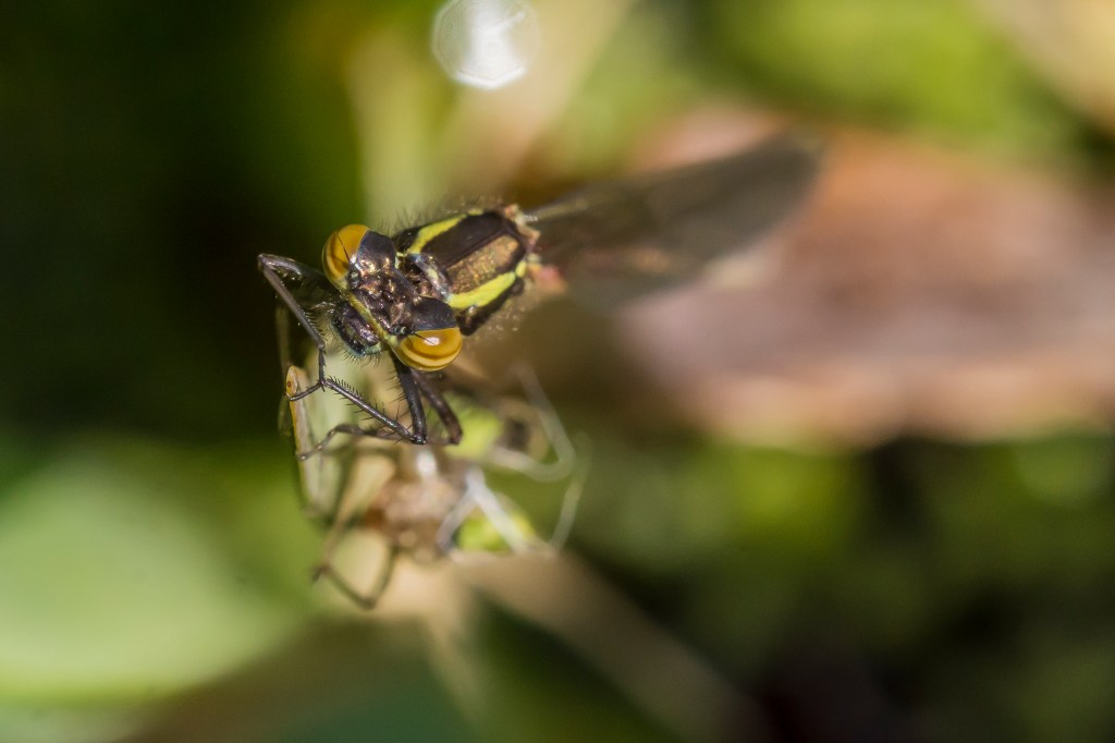 Photograph of a damselfly