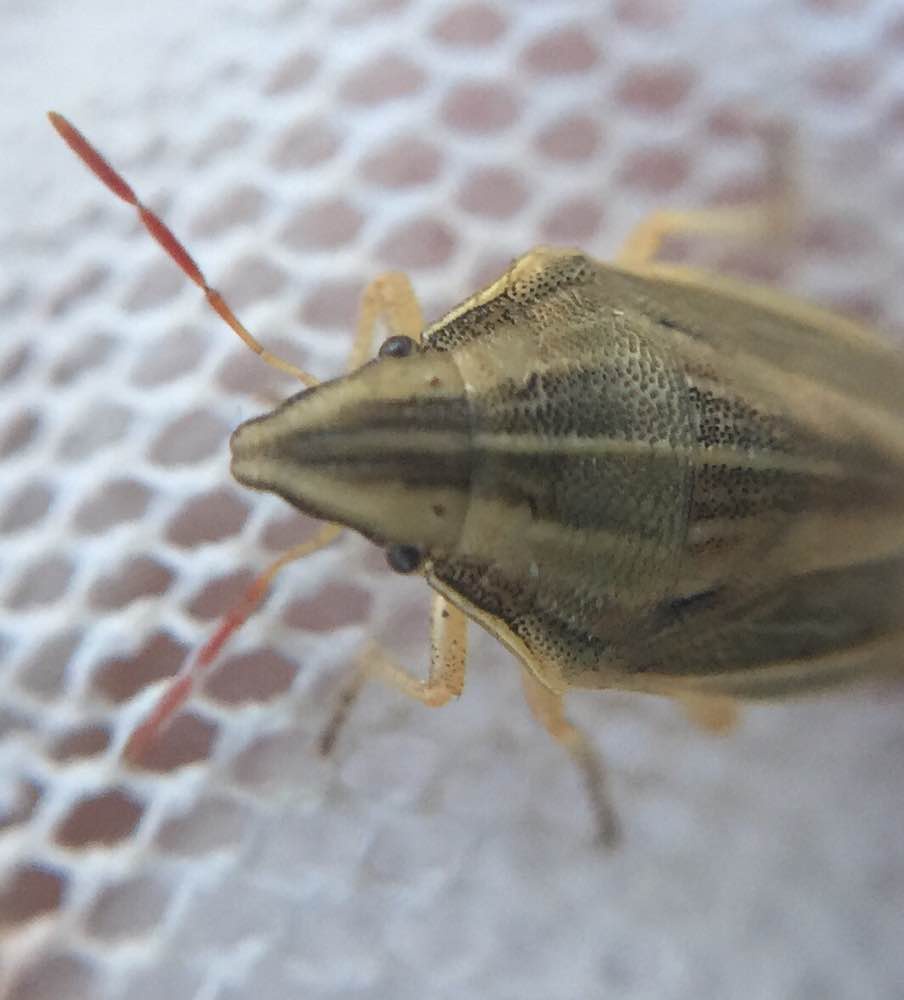 Bishop's Mitre True Bug, Garret