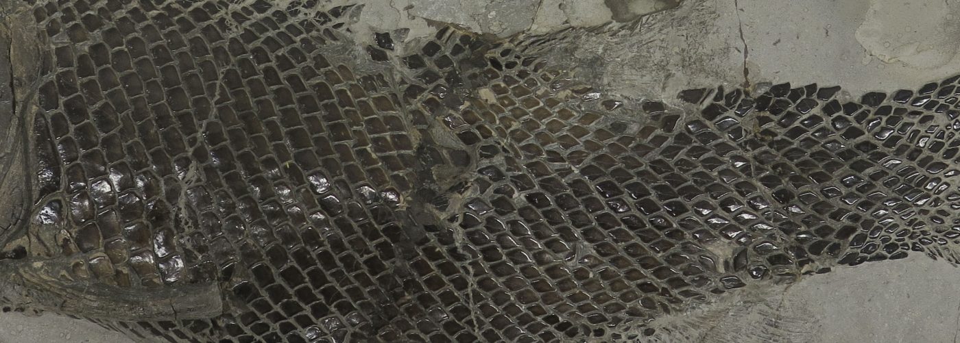 Fossil fish specimen