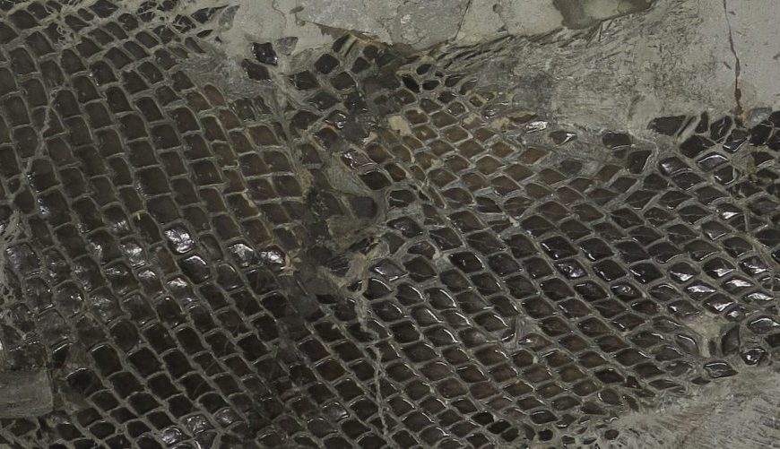 Fossil fish specimen