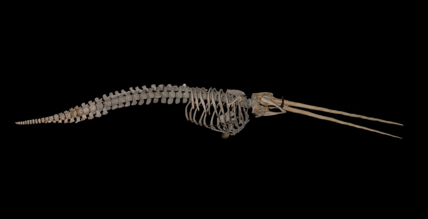Photograph of a narwhal skeleton