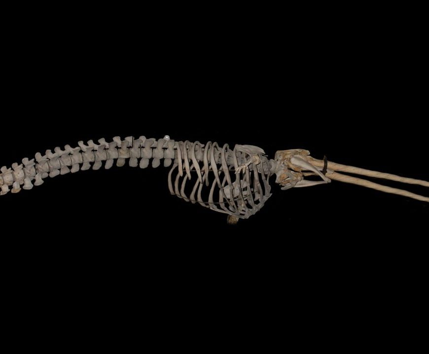 Photograph of a narwhal skeleton