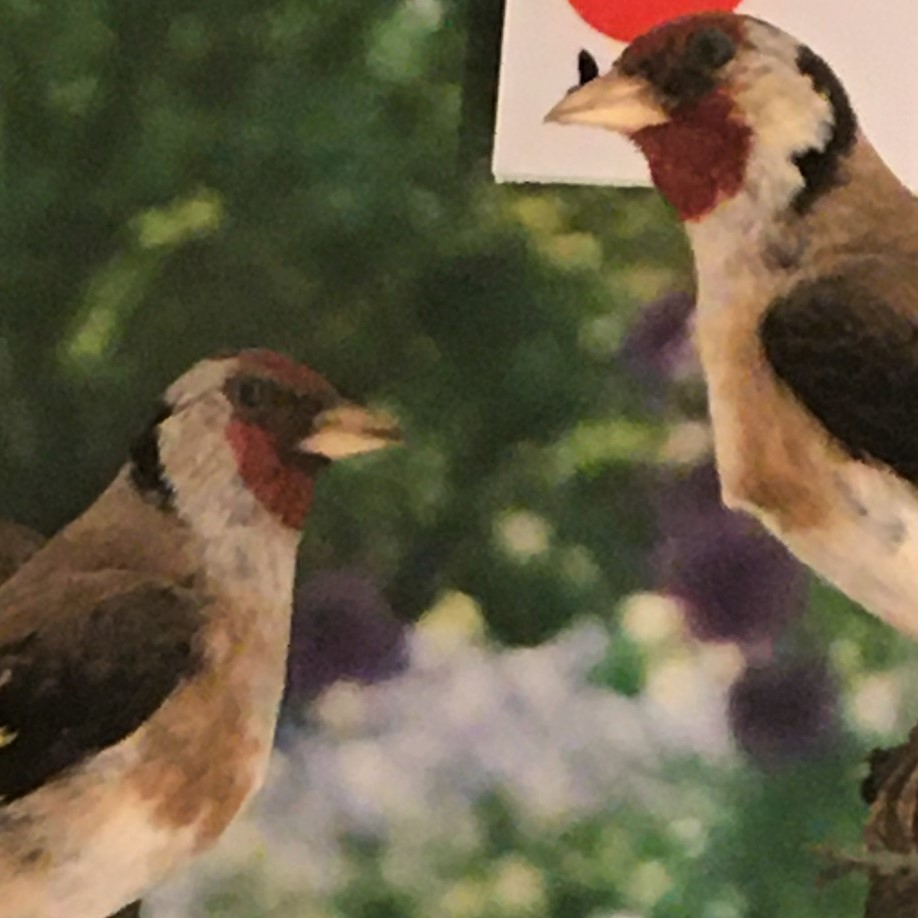 Photograph of a pair of goldfinches in the Museum of Zoology