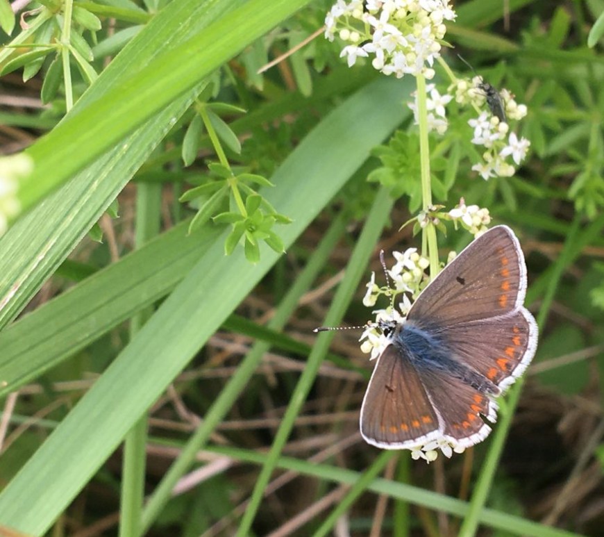 Common blue, (c) S Steele
