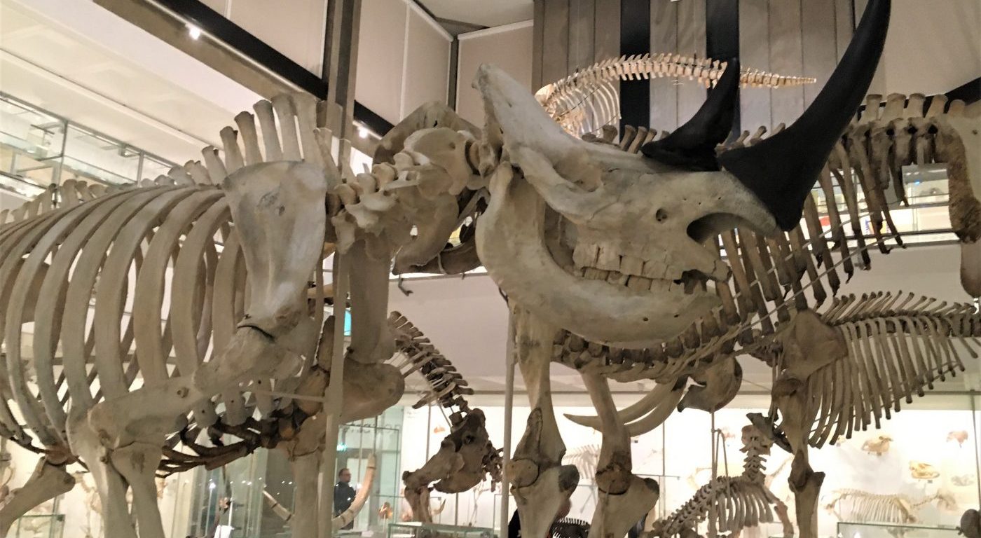 Skeleton of a rhinoceros in the lower gallery of the Museum of Zoology