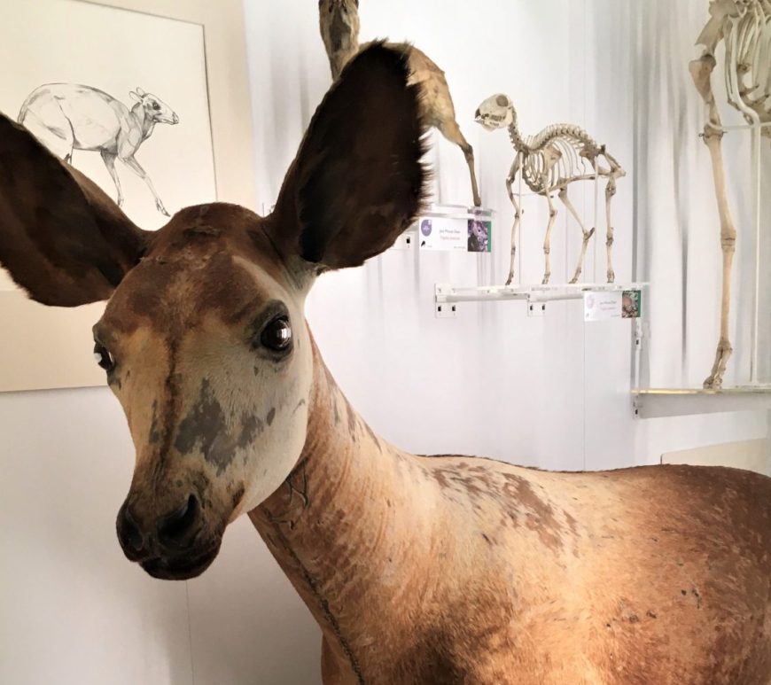 Photograph of a specimen of an okapi