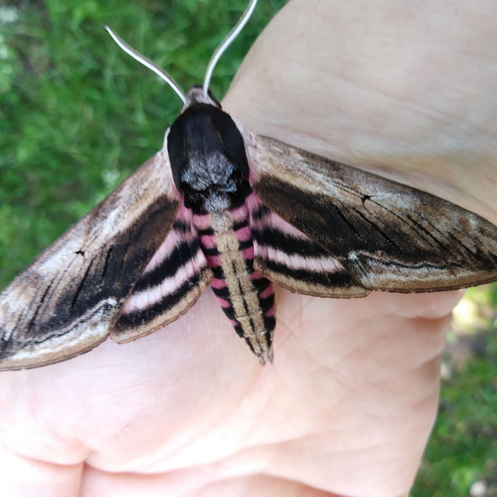 Privet Hawk Moth, Jude