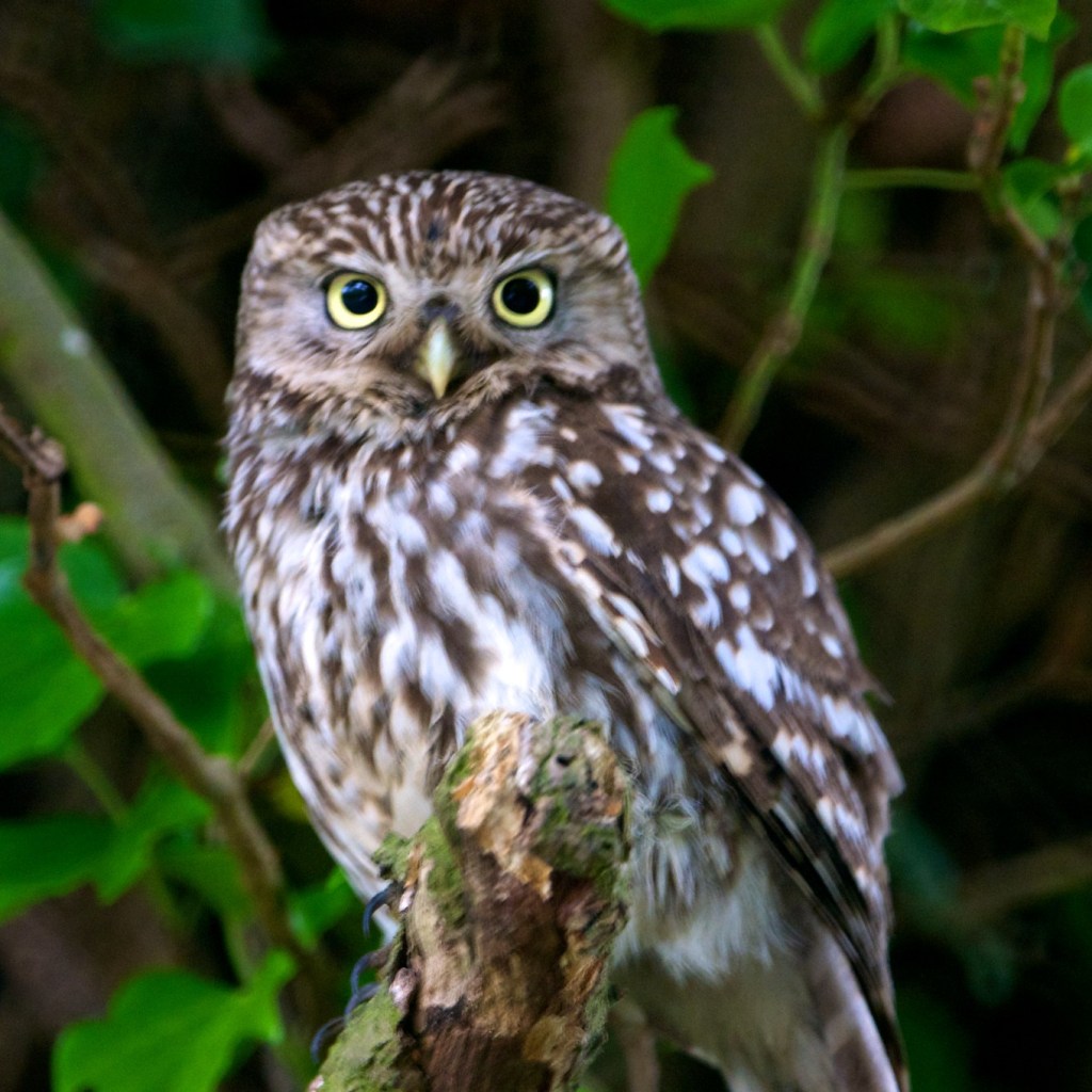 Photograph of a little owl