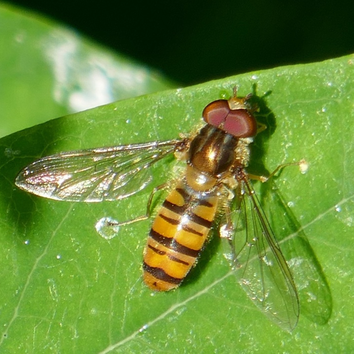Marmalade Hoverfly, Jude