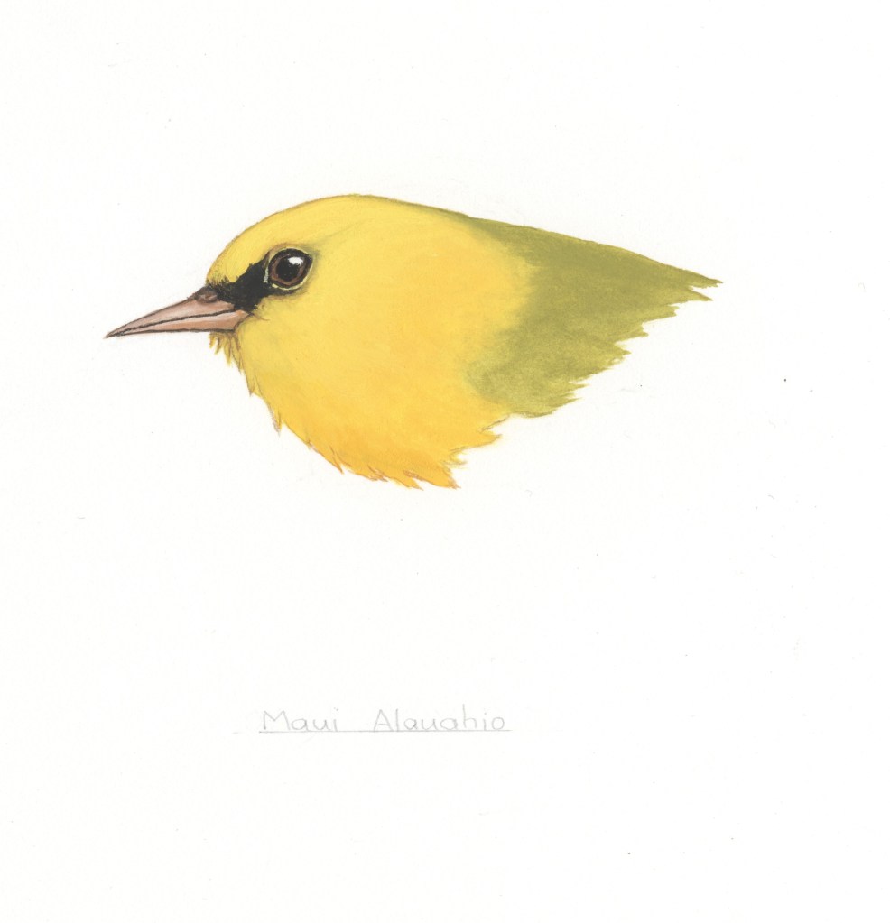 Illustration of the head of a Maui alauahio