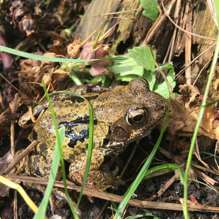 Common Frog, Maureen