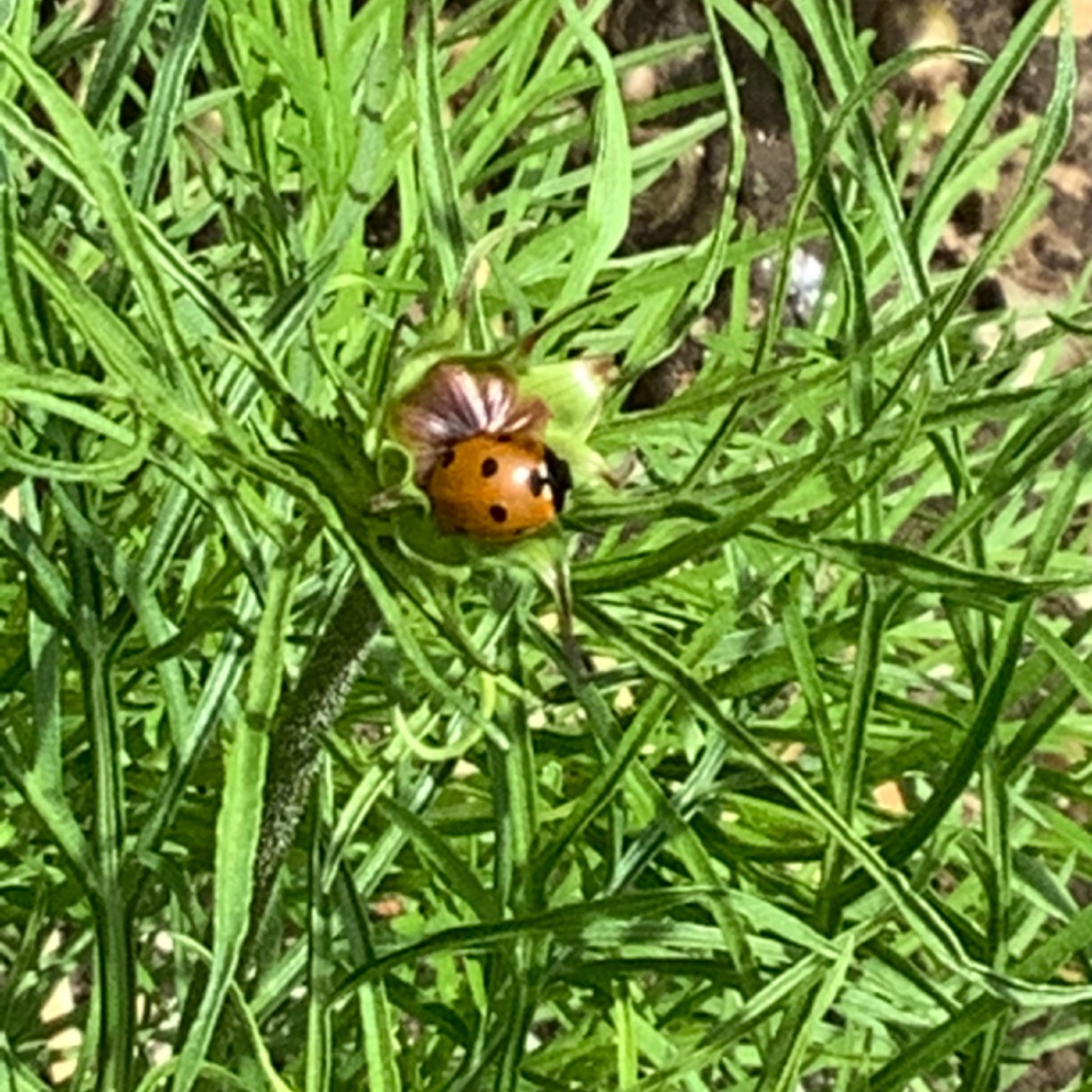 Seven spot ladybird, Maureen