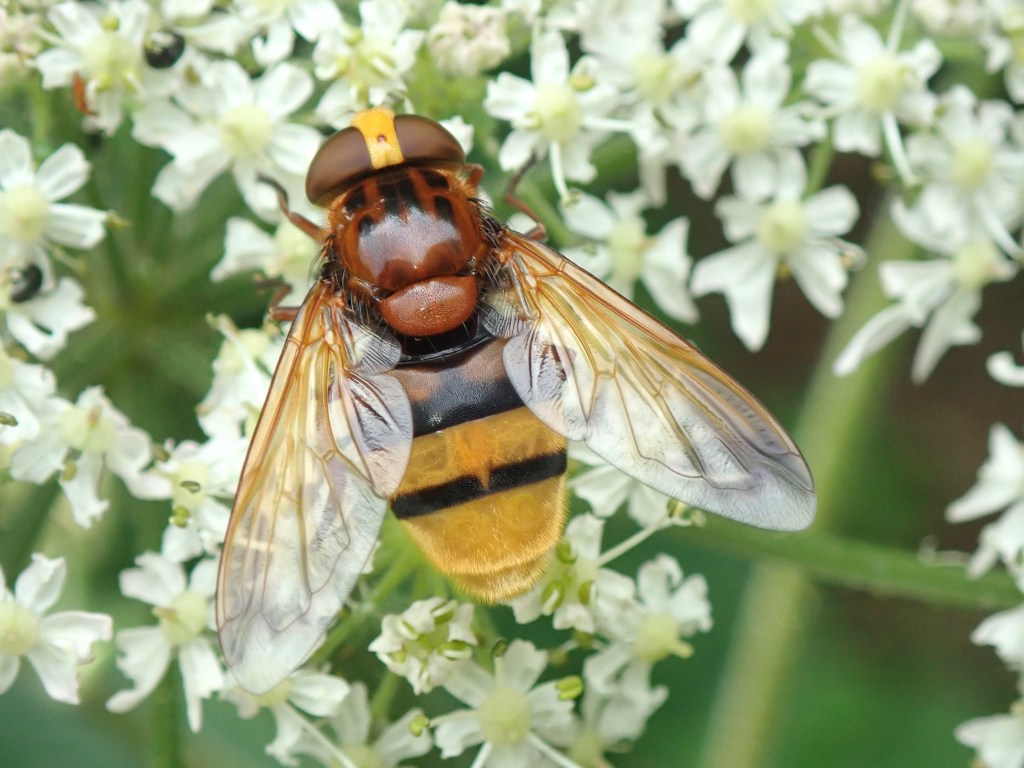 Photograph of a hoverfly on flowers