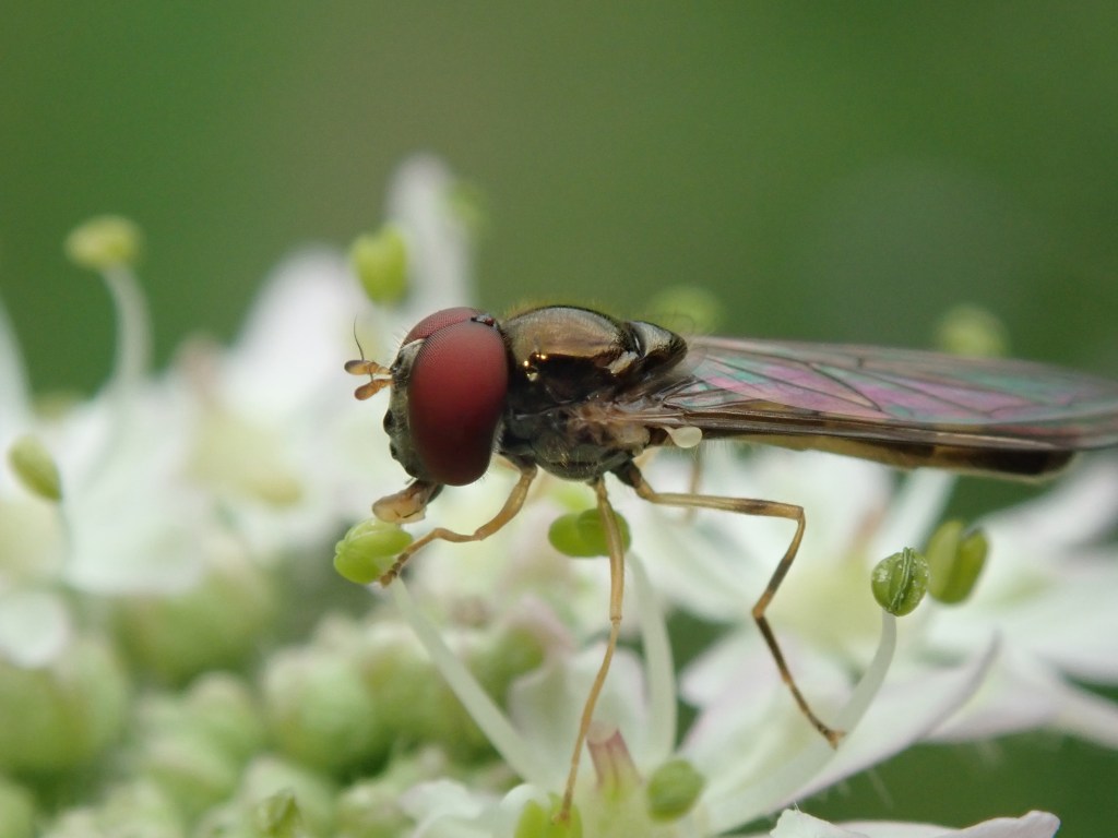 Photograph of a male hoverfly on a flower