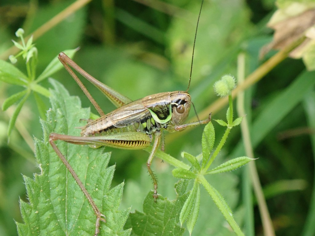 Photograph of a Roesel's bush cricket
