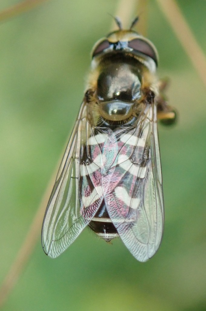 Photograph of a hoverfly