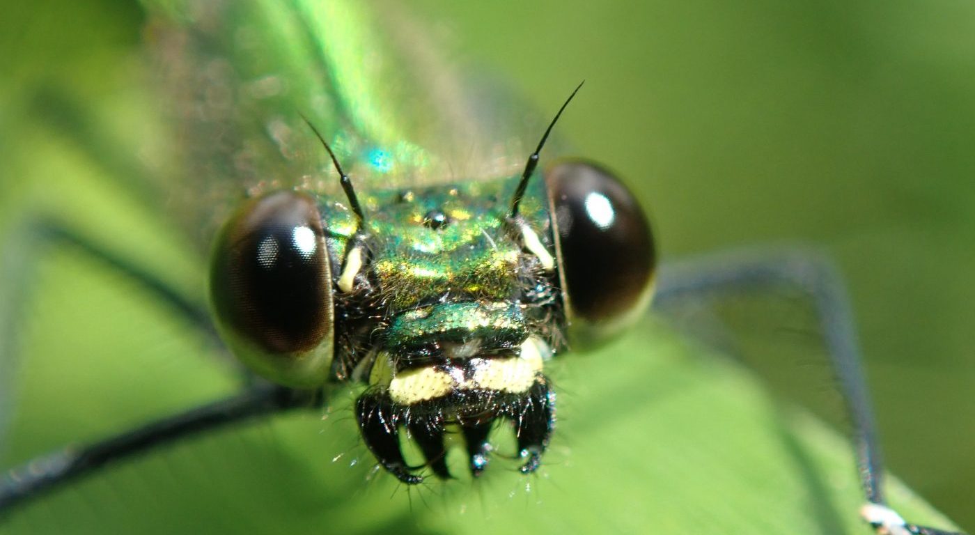 Photograph of a banded demoiselle