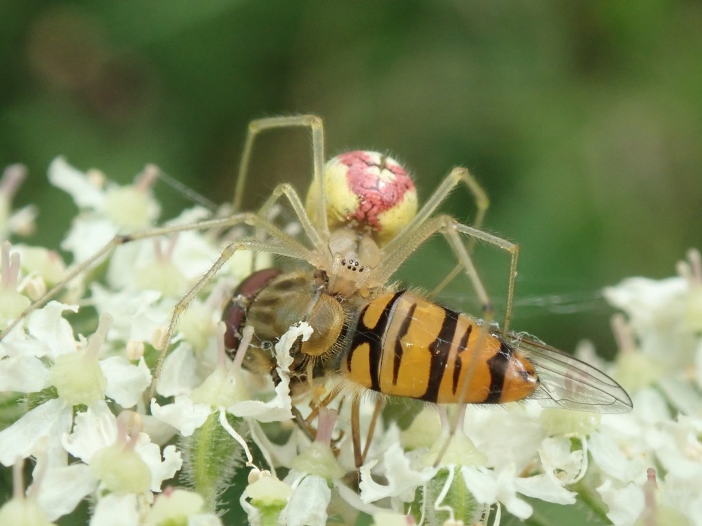 Photograph of a marmalade hoverfly and spider