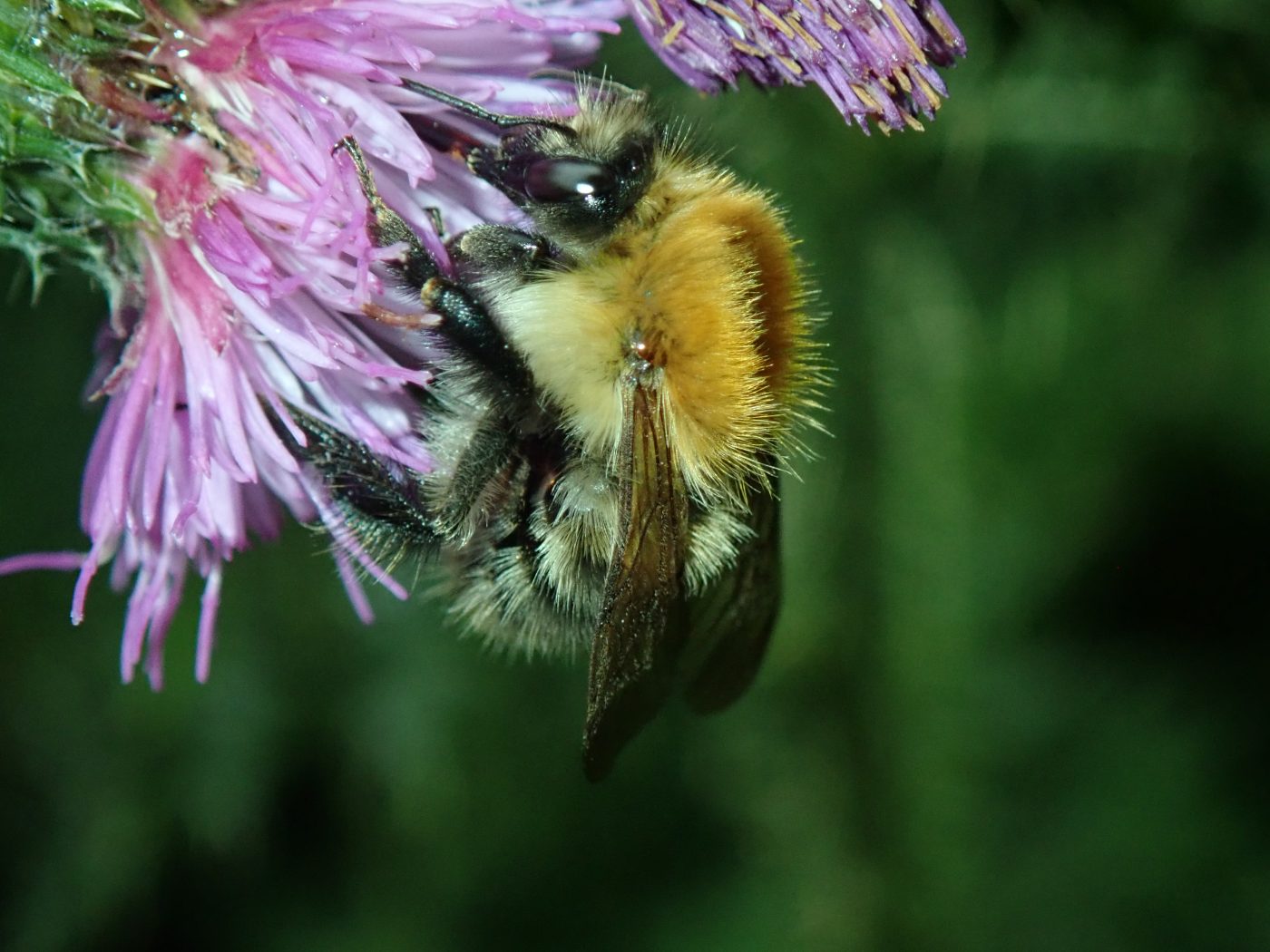 Butter Bee Insect An Insect A Day Part 10 – Museum of Zoology Blog