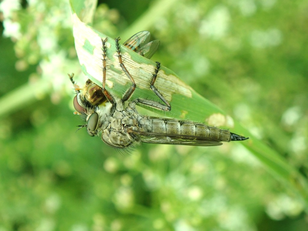 Photograph of a hoverfly being eaten by a robber fly