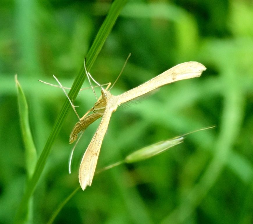 Photograph of a plume moth