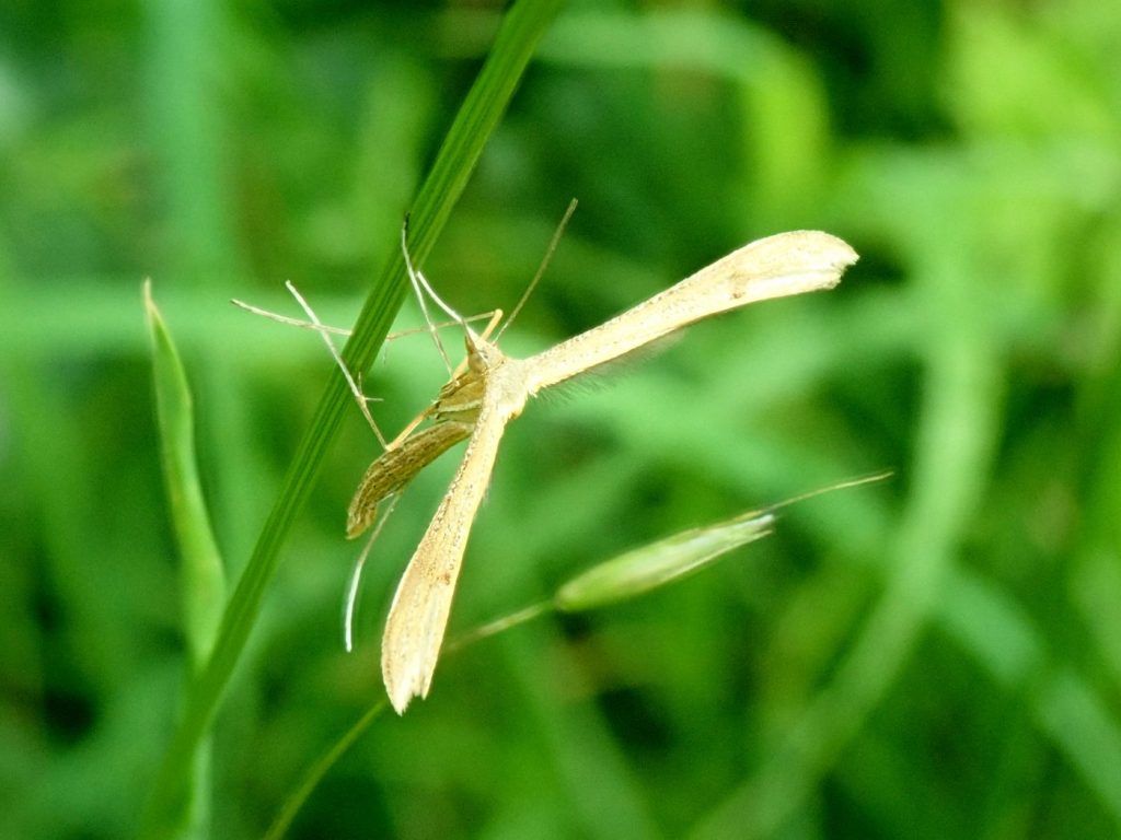 Photograph of a plume moth