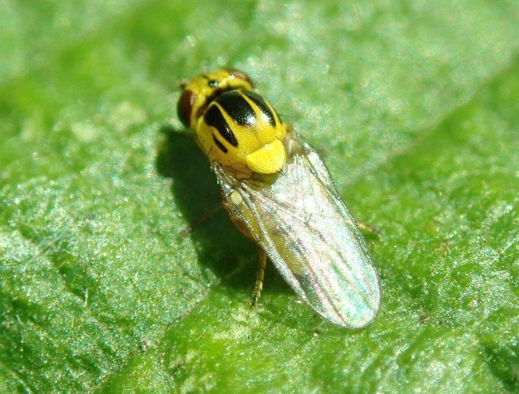 Photograph of a grass fly