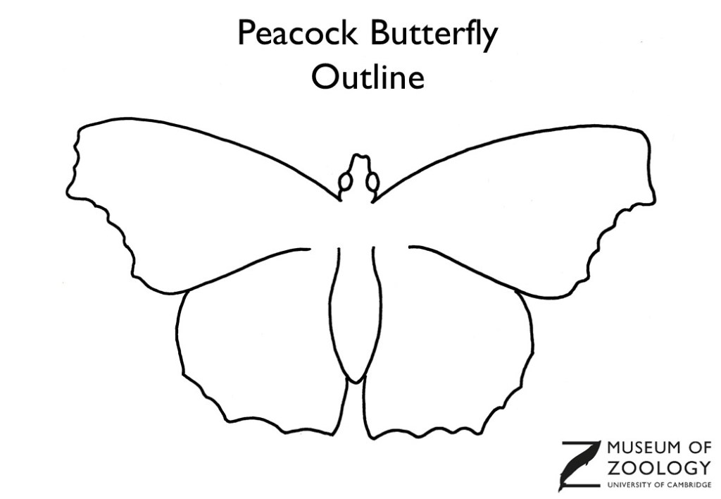Outline drawing of a peacock butterfly
