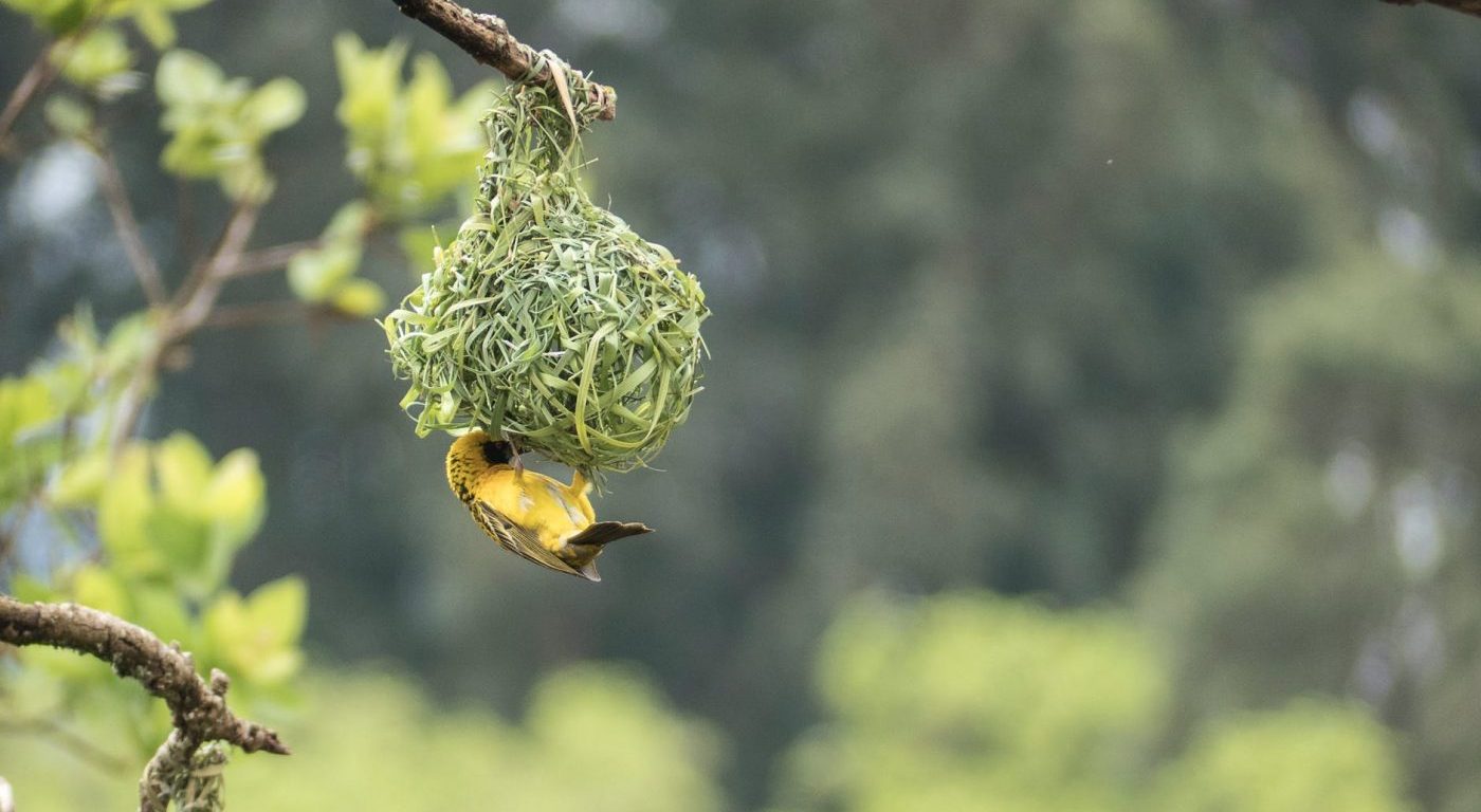 Bird perching under woven nest