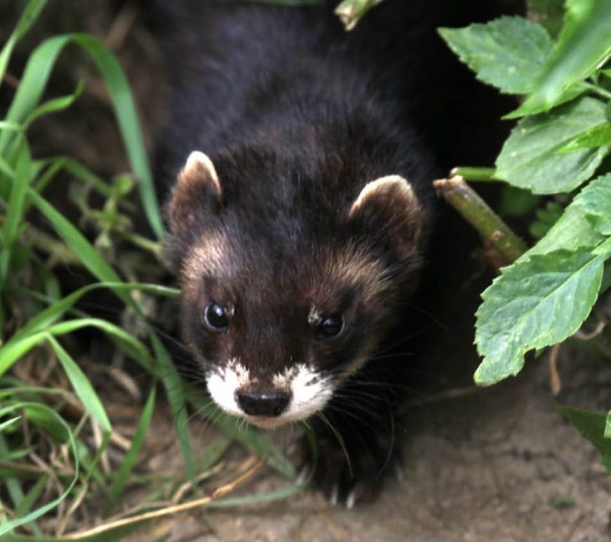 polecat Copyright All rights reserved by StanHornagold