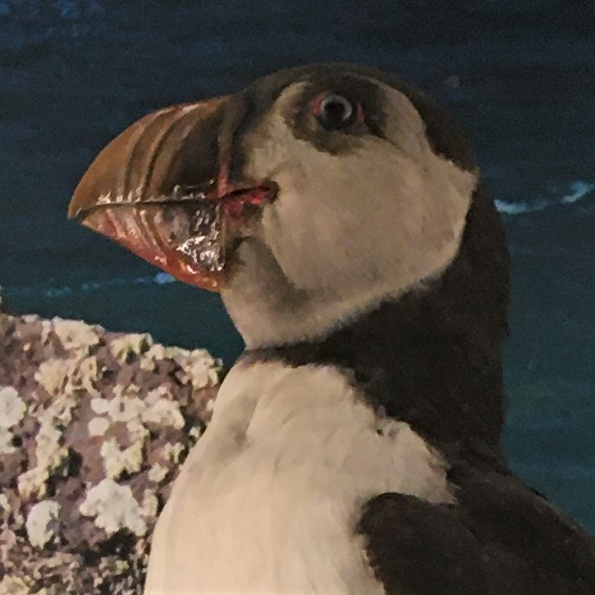 Photograph of a puffin in the Museum of Zoology