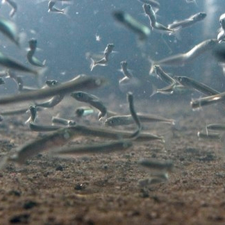 Photograph of a shoal of sand eels