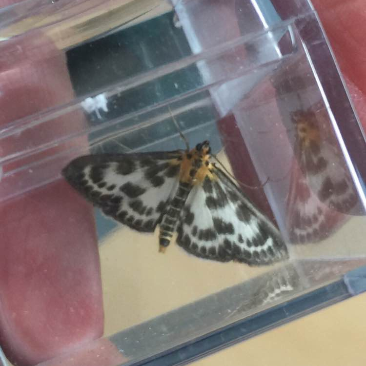 Small magpie moth, Garret