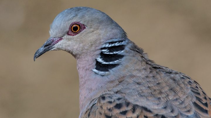 Turtle dove (c)