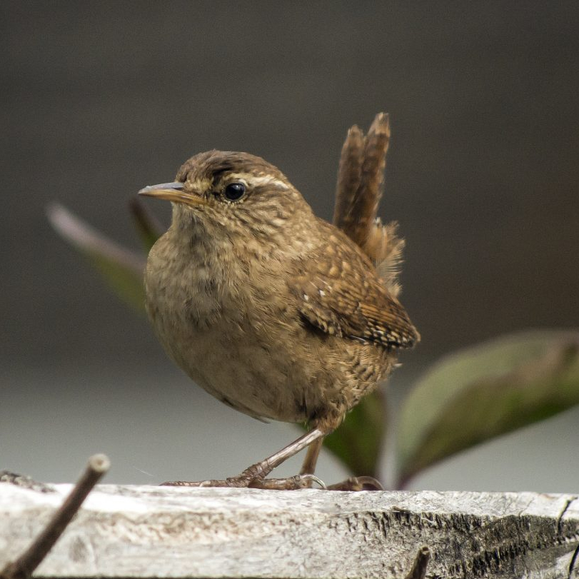 Wren standing on a fence