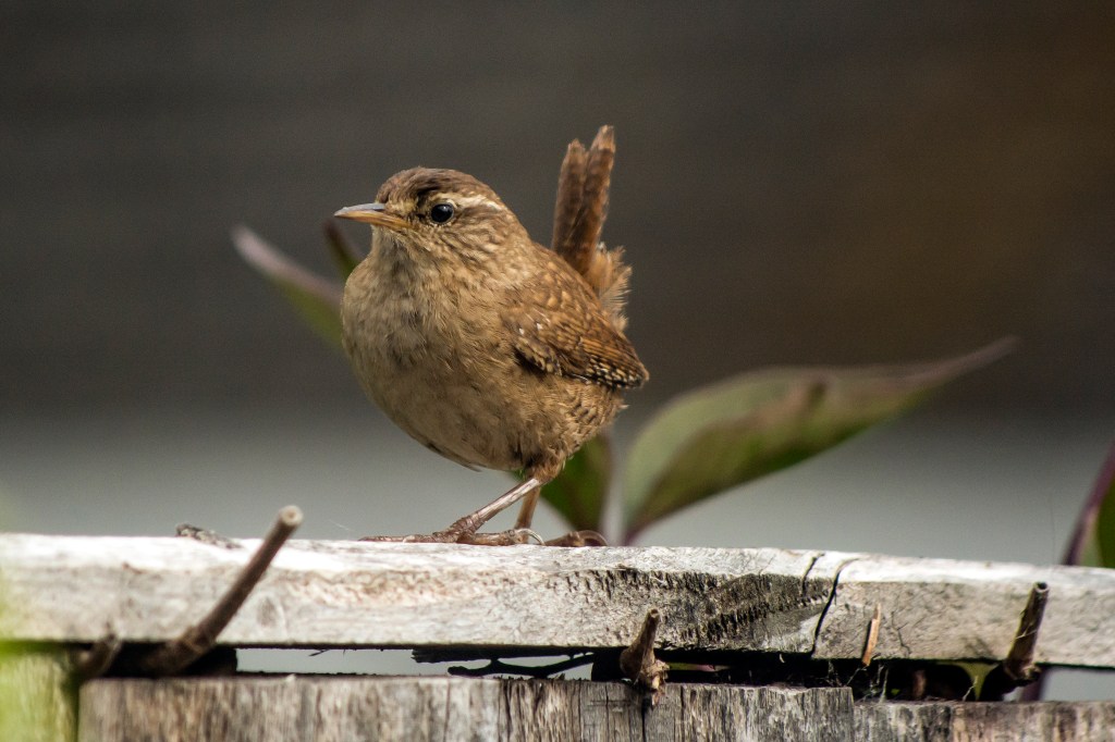 Photograph of a wren