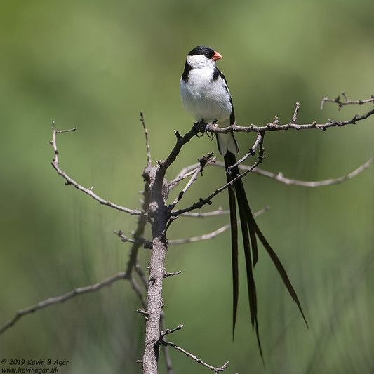 Pin-tailed finch. Some rights reserved by Gregory "Slobirdr" Smith