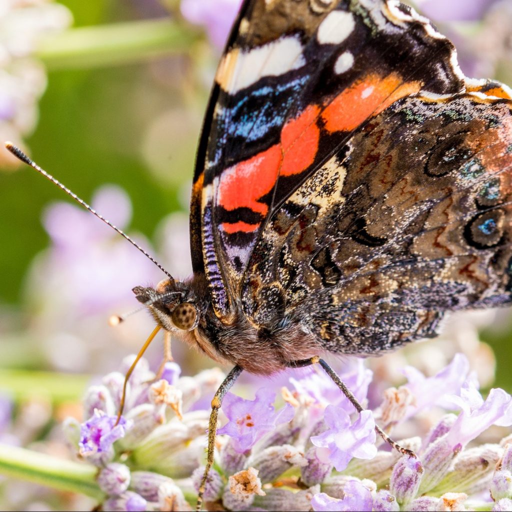 Photograph of a red admiral butterfly feeding on a flower