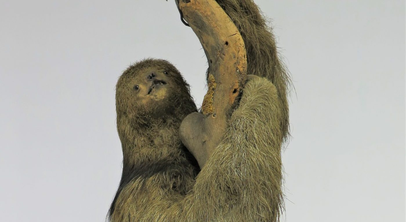 Photograph of a taxidermy sloth
