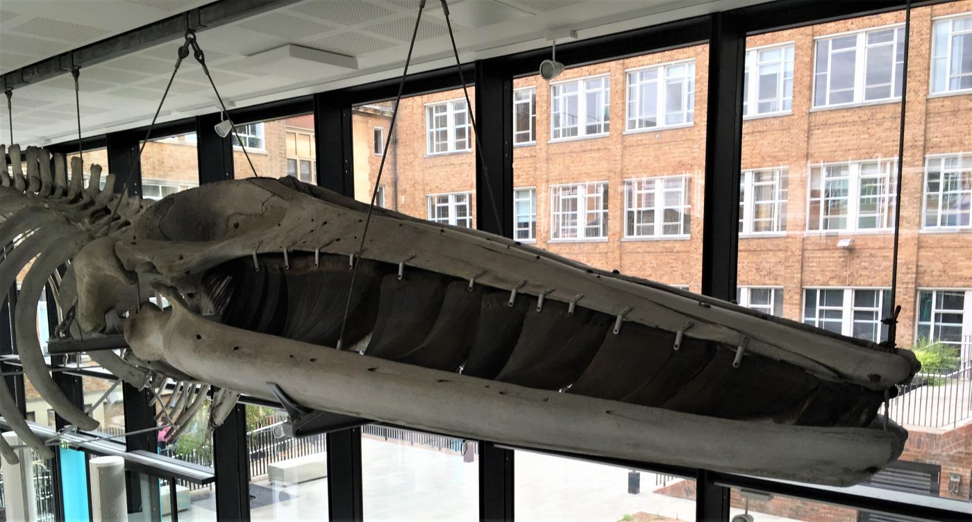 Photograph of the skull of a fin whale skeleton