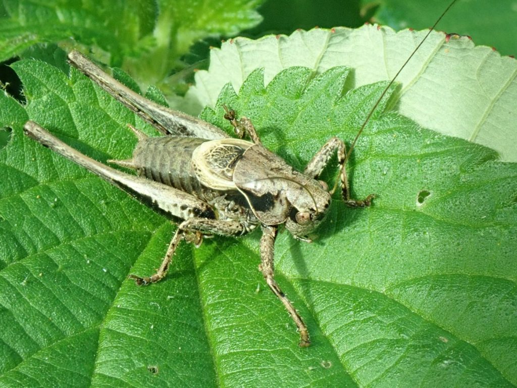 Photograph of a grey bush cricket