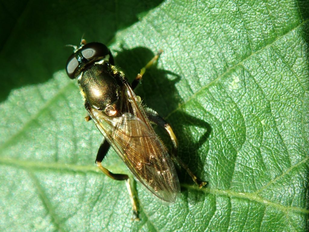 Photograph of a hoverfly on a leaf