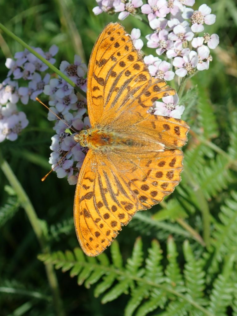 Photograph of a silver washed fritillary butterfly