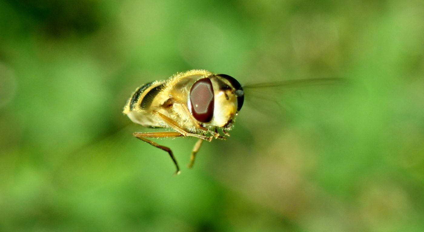 Photograph of a hoverfly hovering
